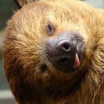 Profile picture of slothorn